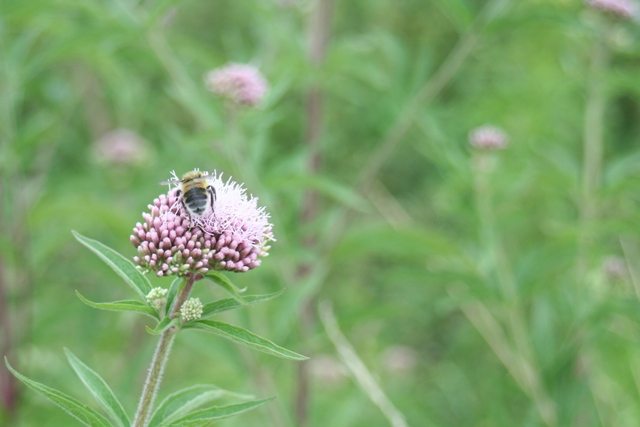 champ_de_fleur.jpg